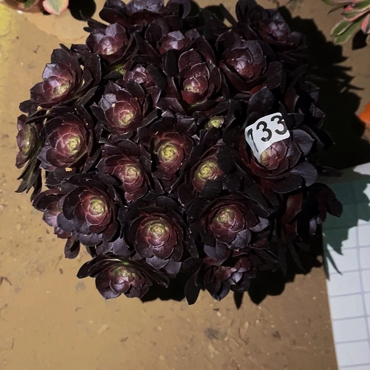 733黑骑士多肉植物处理不售后