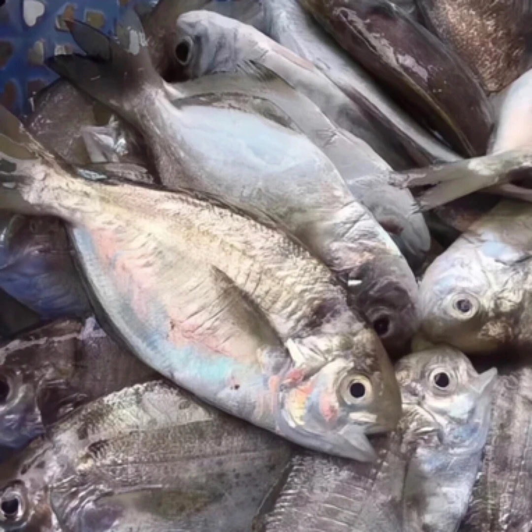 神泉港 扫莲乌剂肉鲳鱼 帮杀 省内包邮