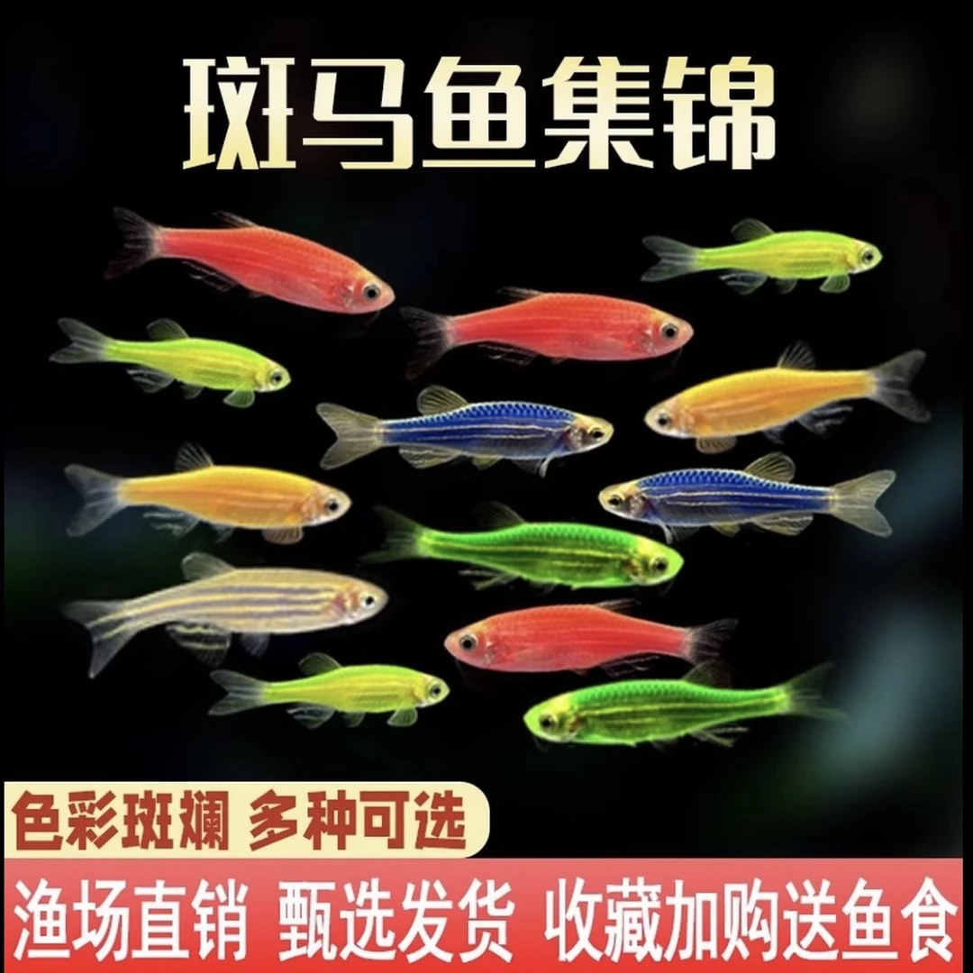 【斑马鱼】七彩糖果斑马鱼小型热带观赏鱼淡水鱼新手好养耐活
