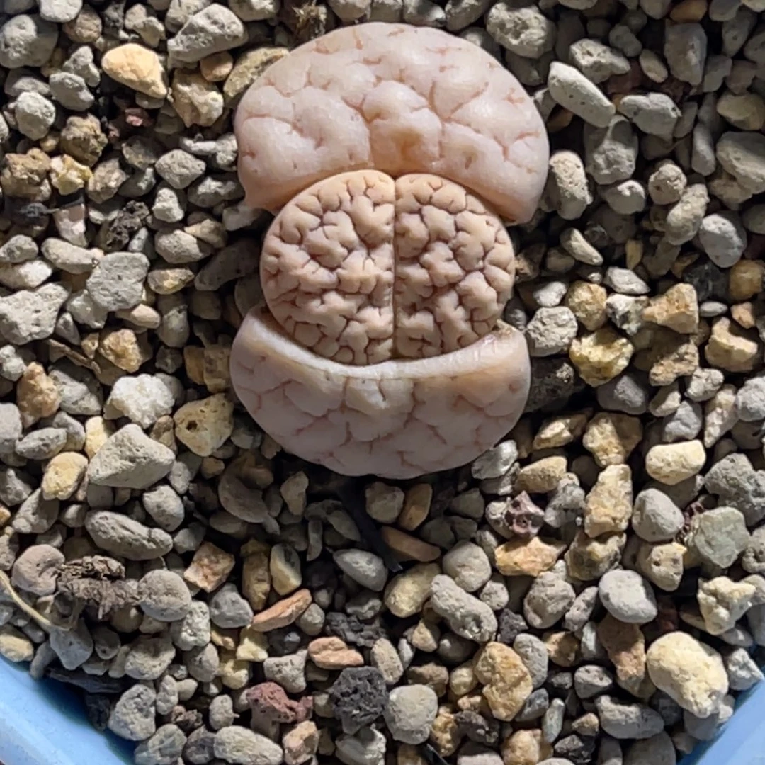 7776蛙白底红纹189凹凸连纹