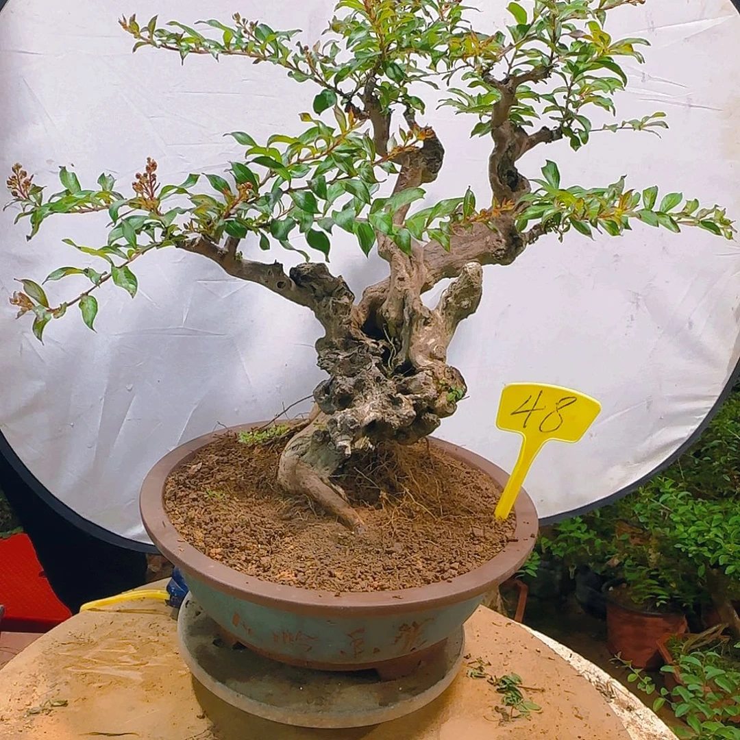 无花朵金紫薇红花