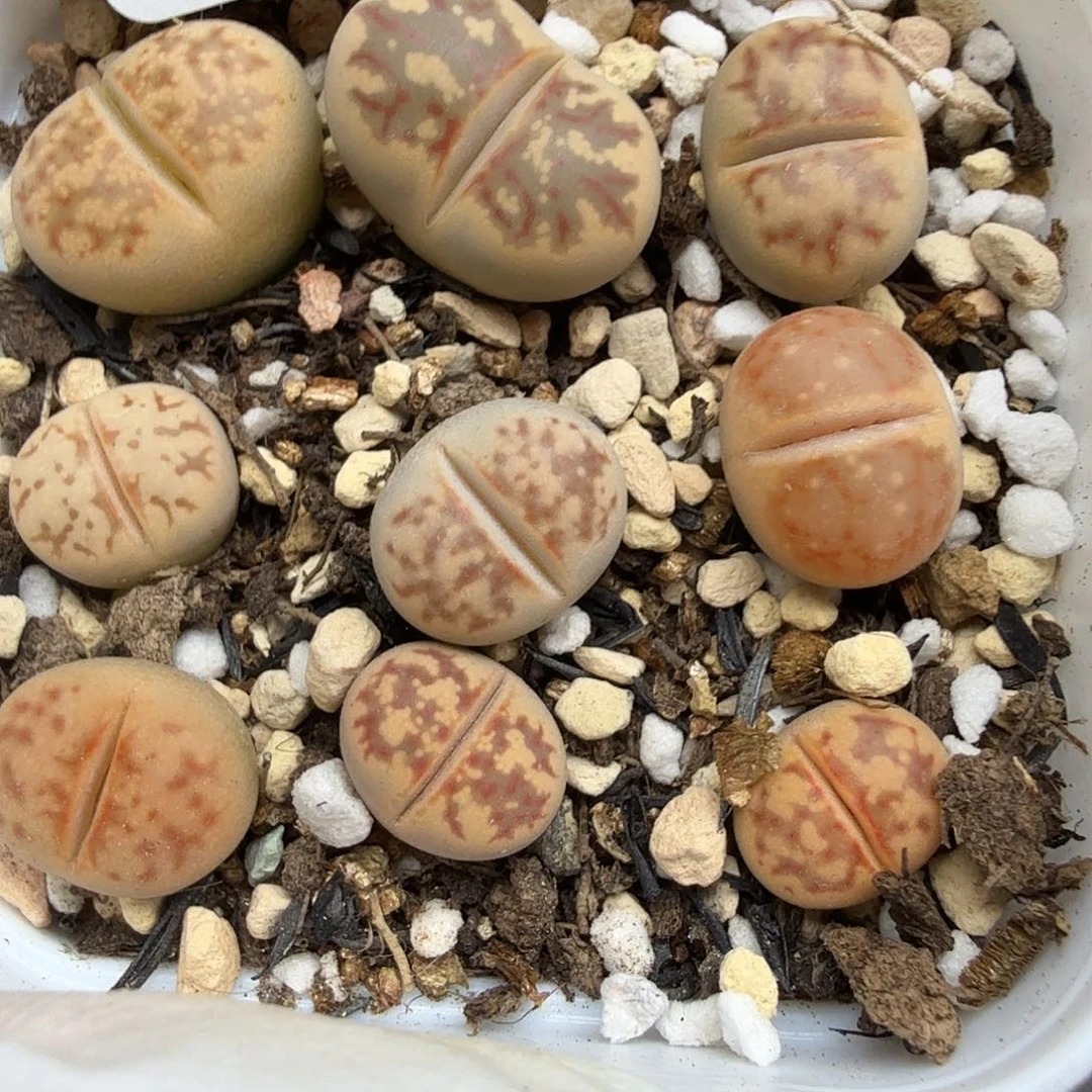 不要说对不起哦221是