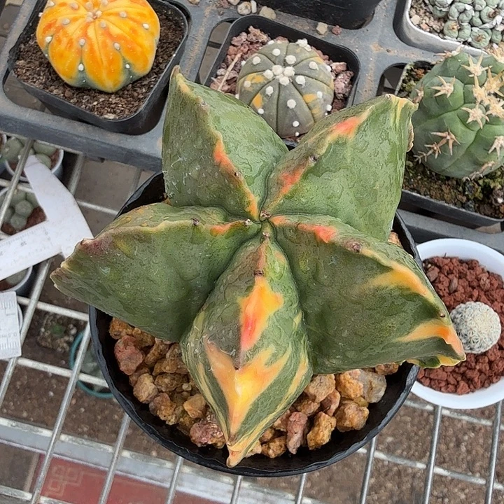 实生大鸾锦8仙人球