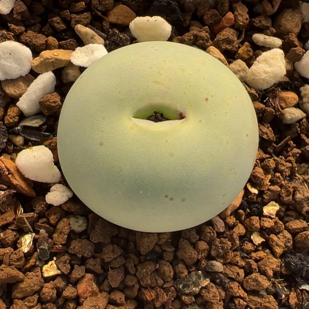 052多肉植物种类多样