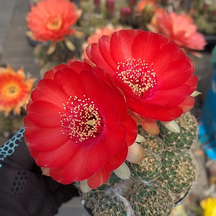 75 一代侧芽自根丽花6.5厘米盆