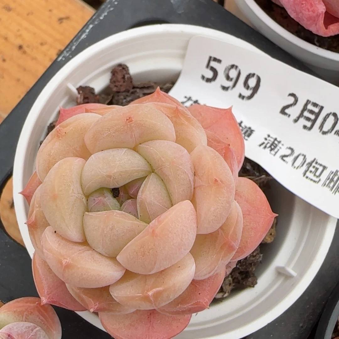 花语逸镜0204-599