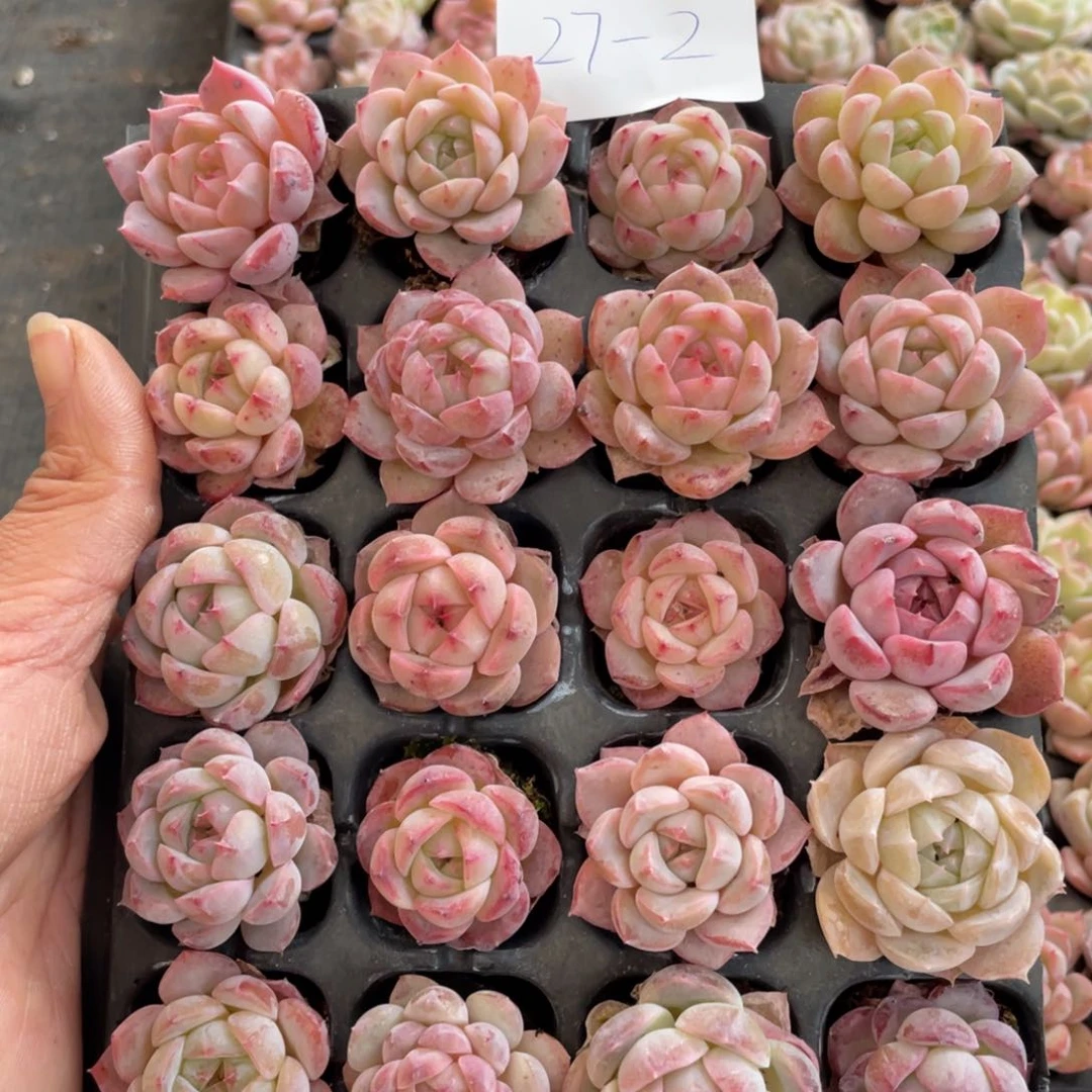 一物一拍20棵小苗27-2