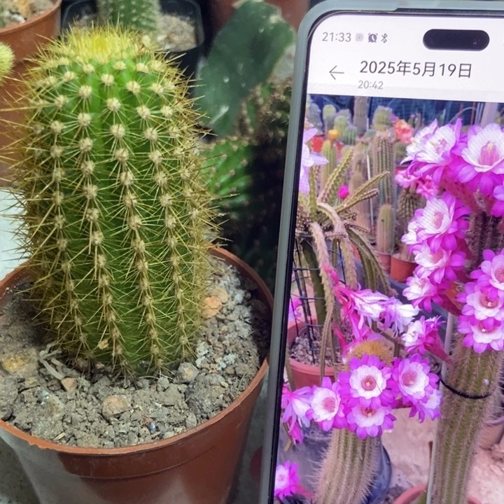 仙人球直立金妞奥拓一个