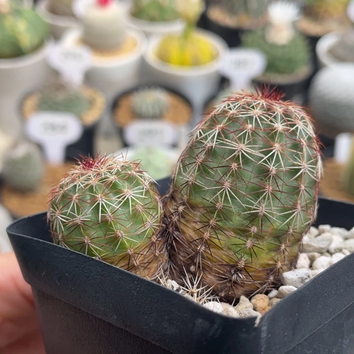 青花虾         实生根