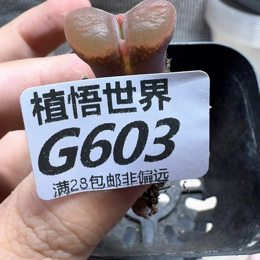 多肉植物的人生gbb