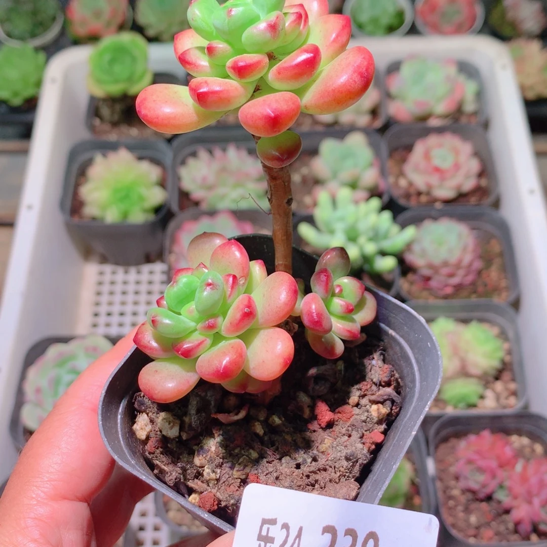 乐然24-230 香格里拉