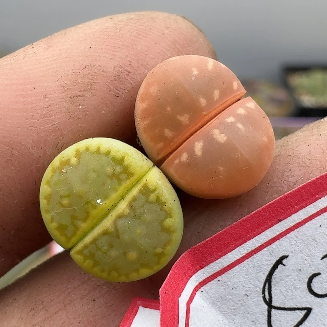 60多肉哈哈哈哈哈哈哈