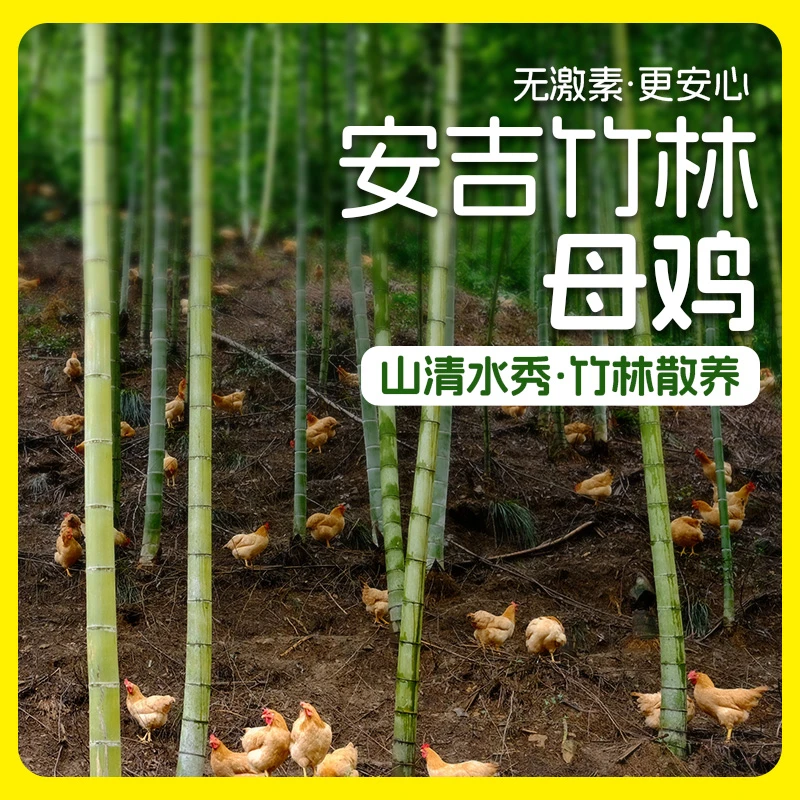 竹林散养300天以上母鸡自然觅食（两只装）