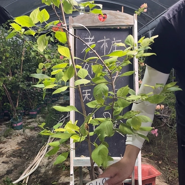 无花朵三角梅三角梅848