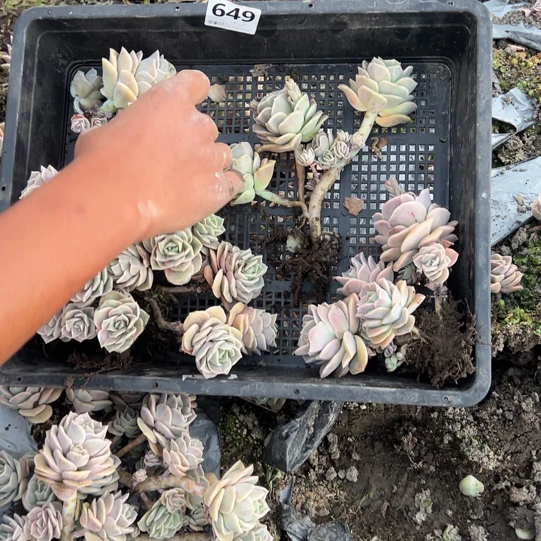 ：****?649号可爱筐拍不售后