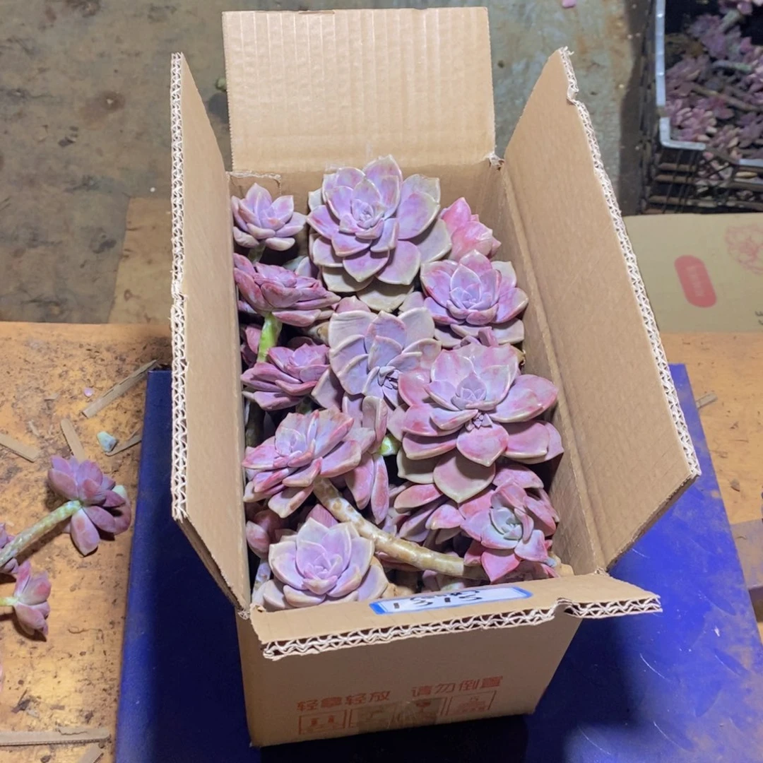 重****串地栽紫乐断枝装箱五号箱