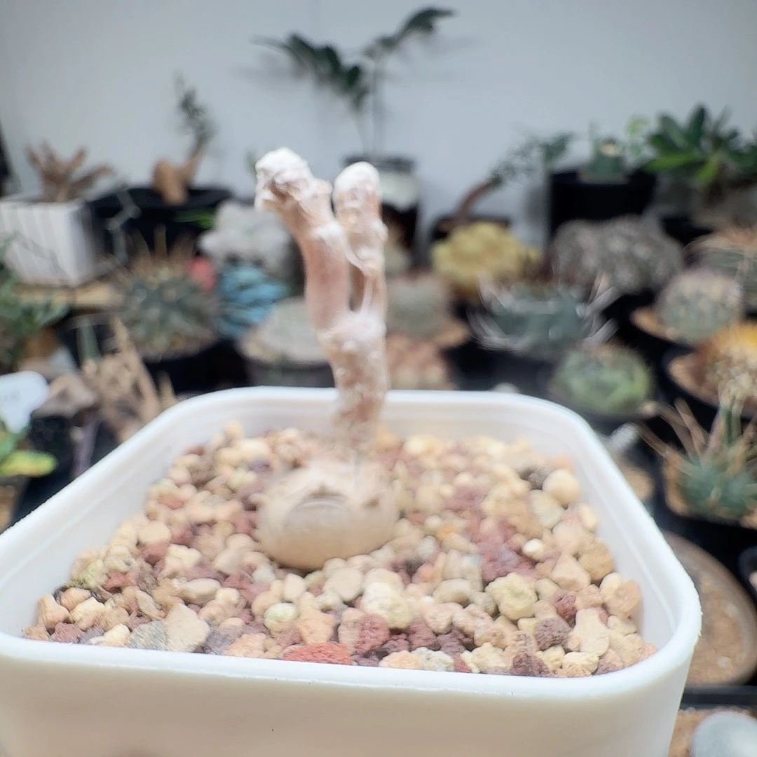 派马厚墩菊晨夕花坊