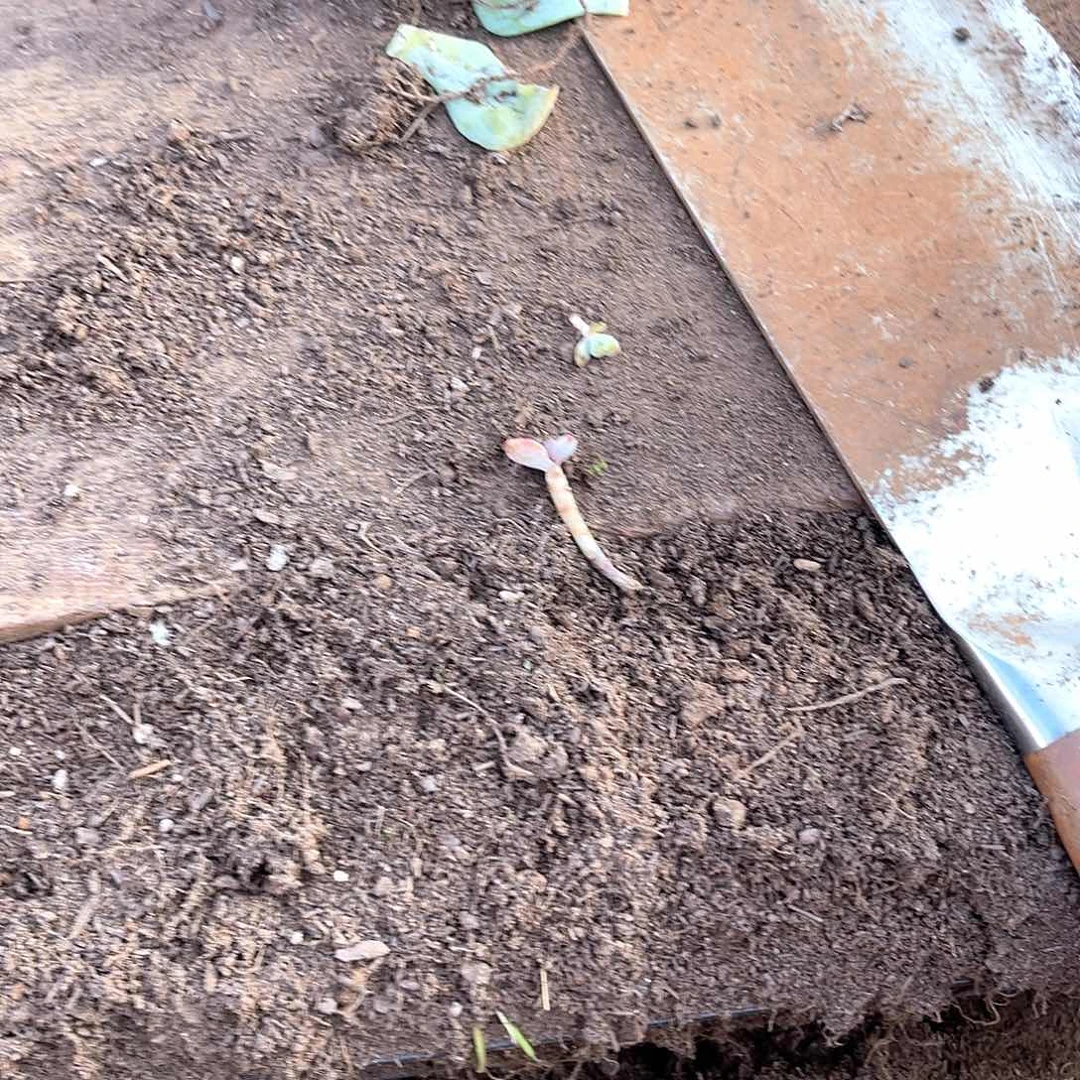 游***虎10级福利无砍不售后