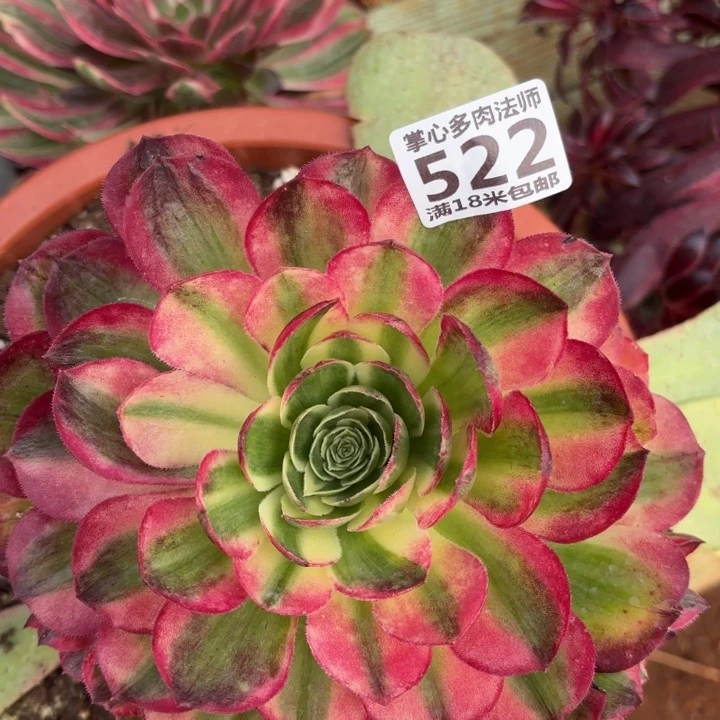 522海王掌心多肉法师锦不包侧枝断枝的