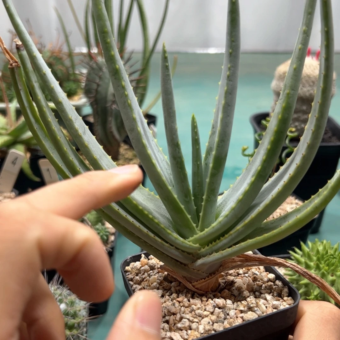 实生银穗芦荟 脱土发货多肉