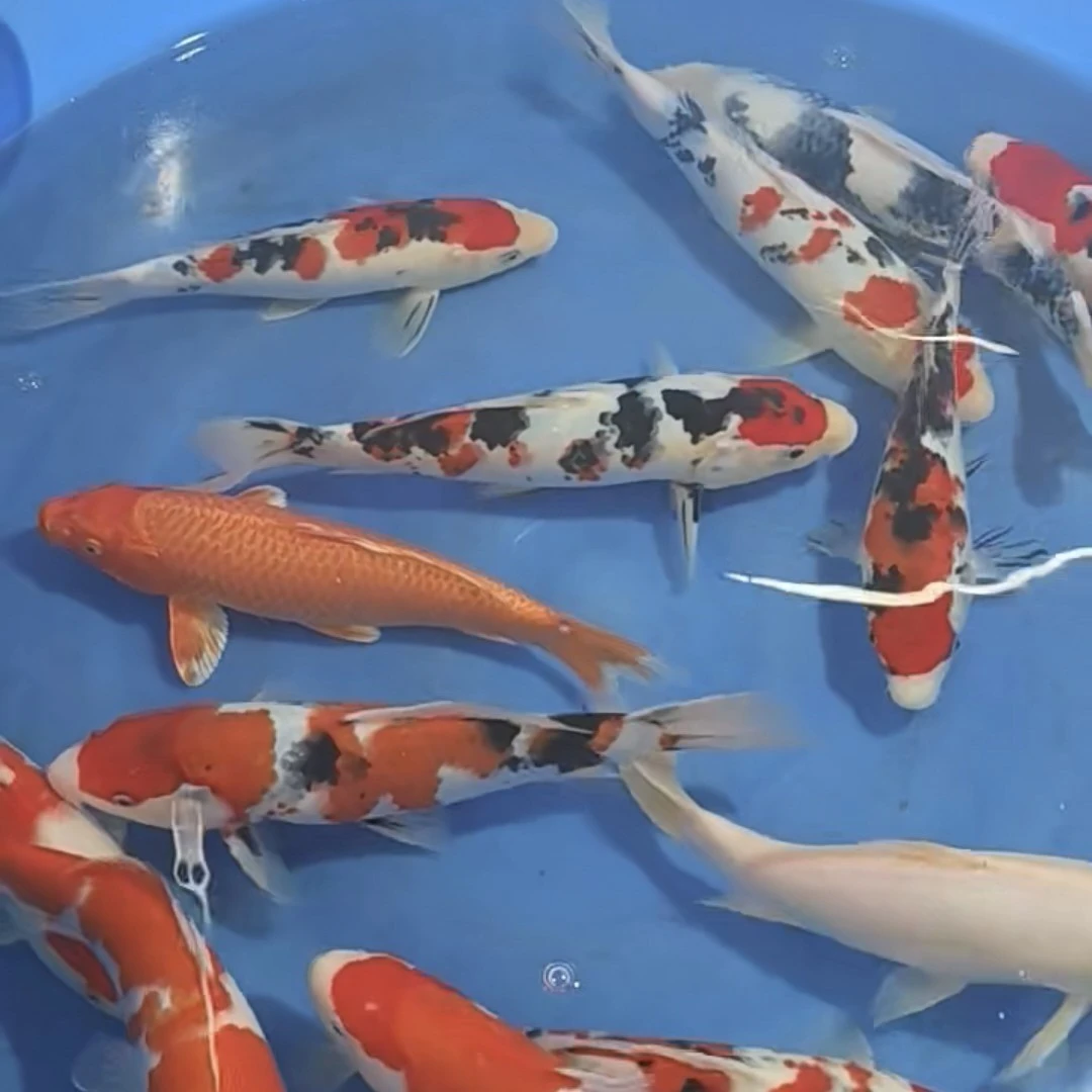 红白三色大正孔雀秋翠龙系昭和绯写芥子茶鲤浅黄冷水鱼好养