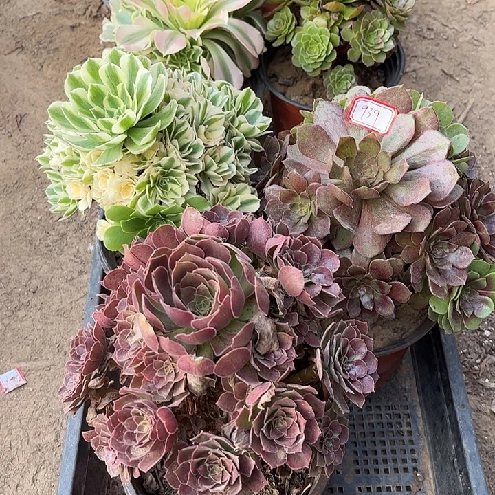939多肉植物组合，