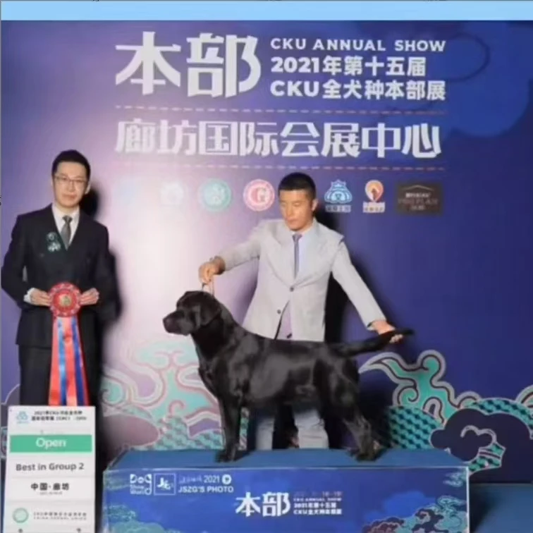 （天津赛级拉布拉多）T狗狗活体