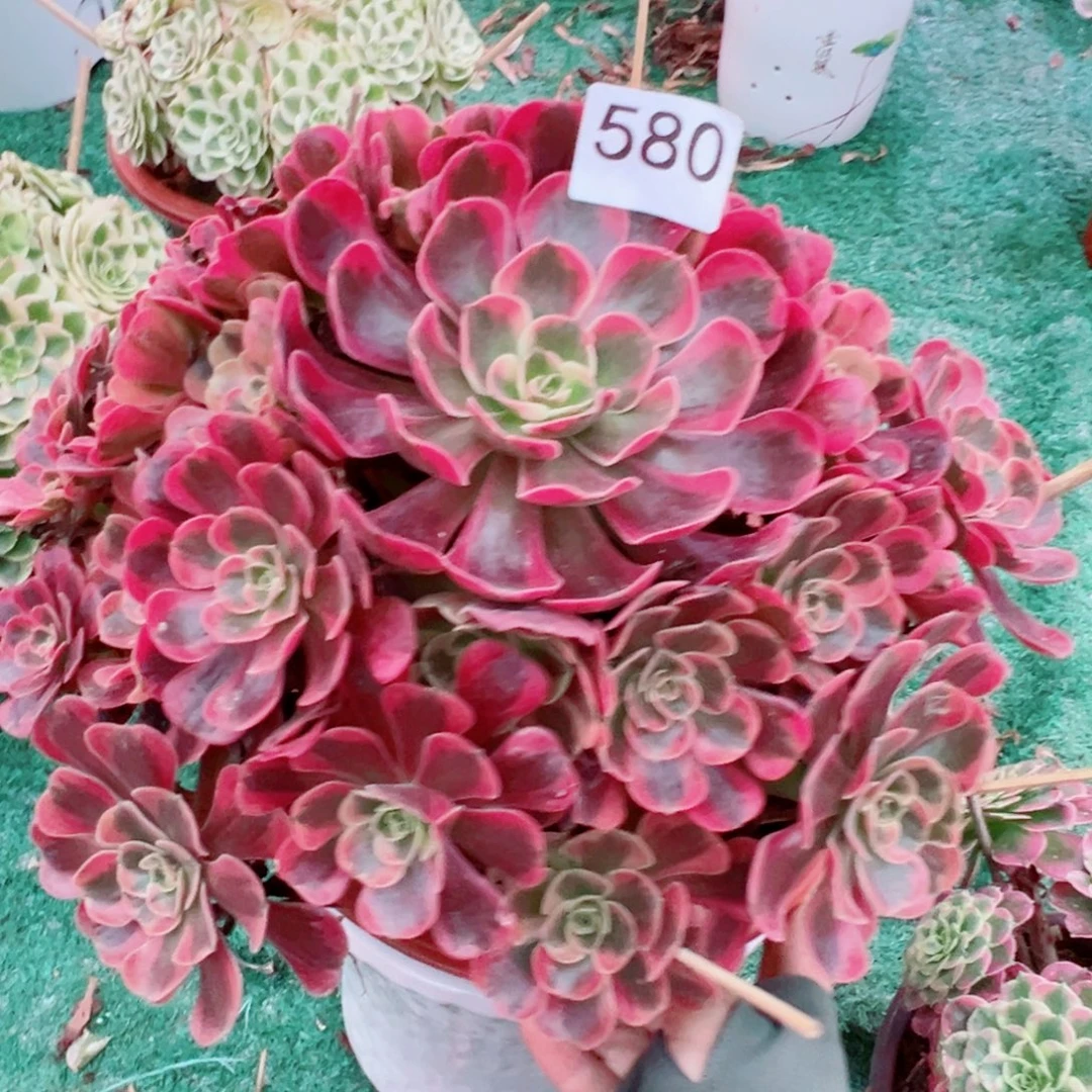 580爱神法师多肉植物