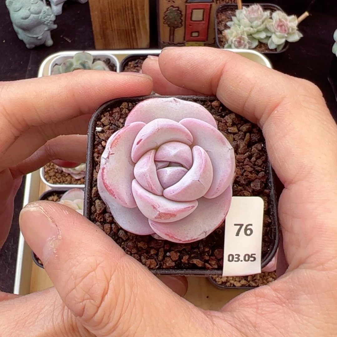 深****舞雪莲76、哈哈好喜欢