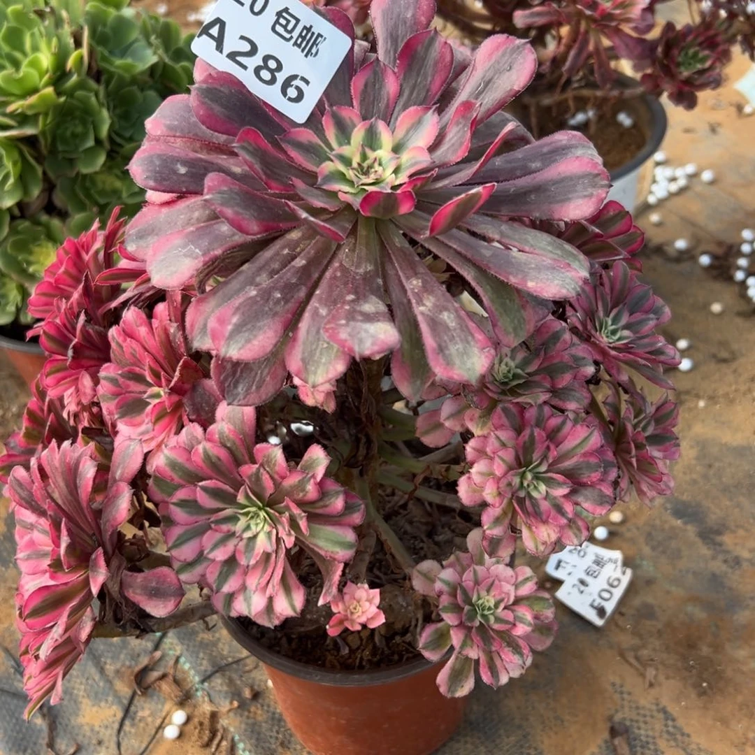 286红铜白，多肉法师