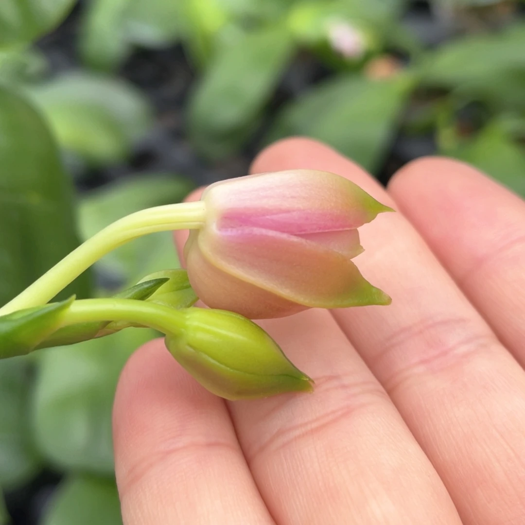 全部花苞yc208，花苞