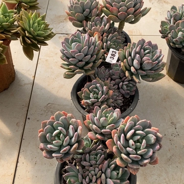 芹***儿383灰姑娘多肉植物3颗