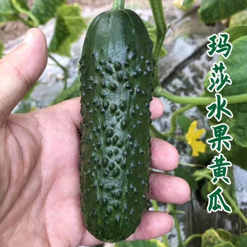 新鲜现摘山东玛莎水果黄瓜（4.5斤）产地直发黄瓜味浓