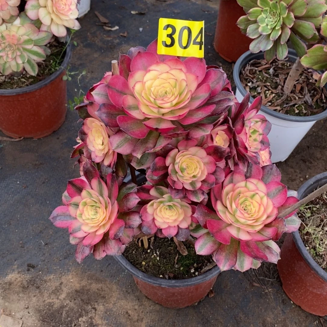 青城多肉法师304