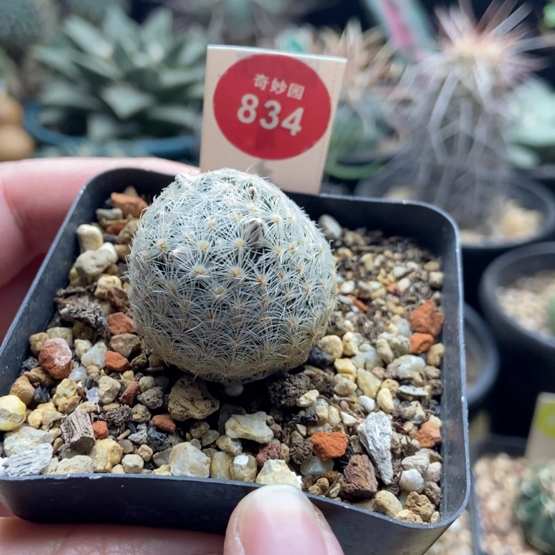 实生带花苞姬玉3.1cm