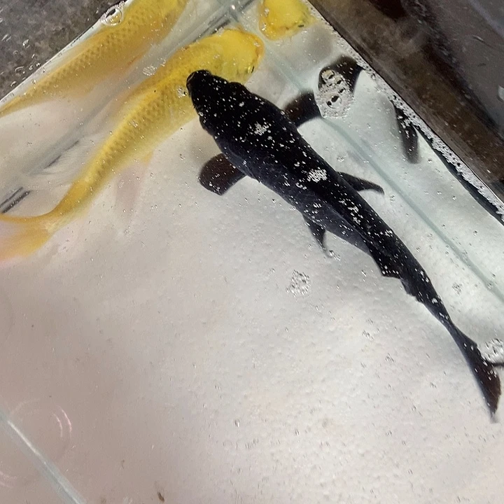 锦鲤顺****峰精品龙凤锦鲤20公分