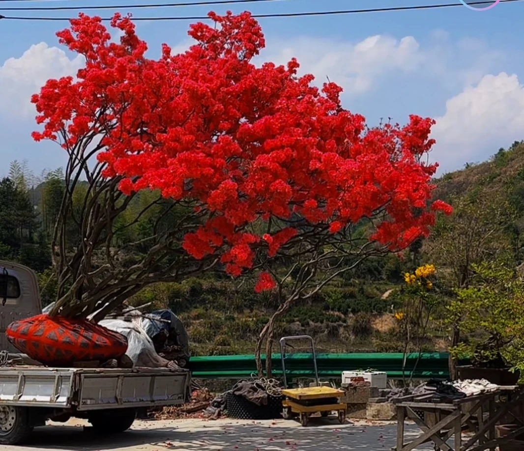 大别山先花后叶映山红