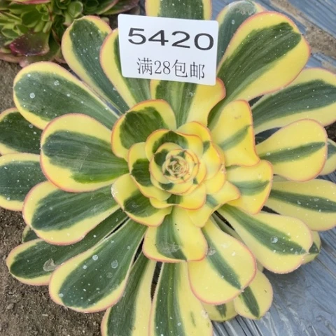 贵妃多肉多肉5420