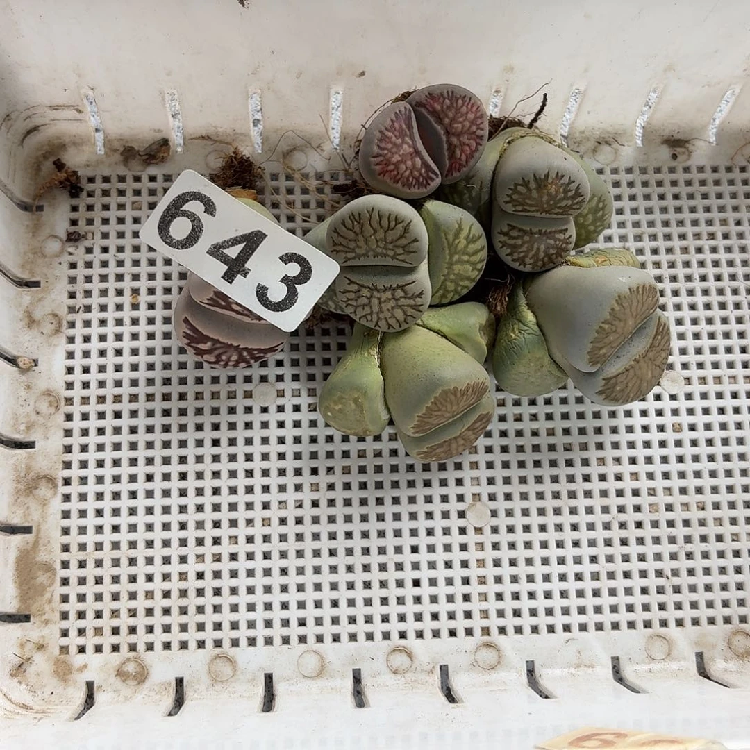 生石花一物一拍6颗643