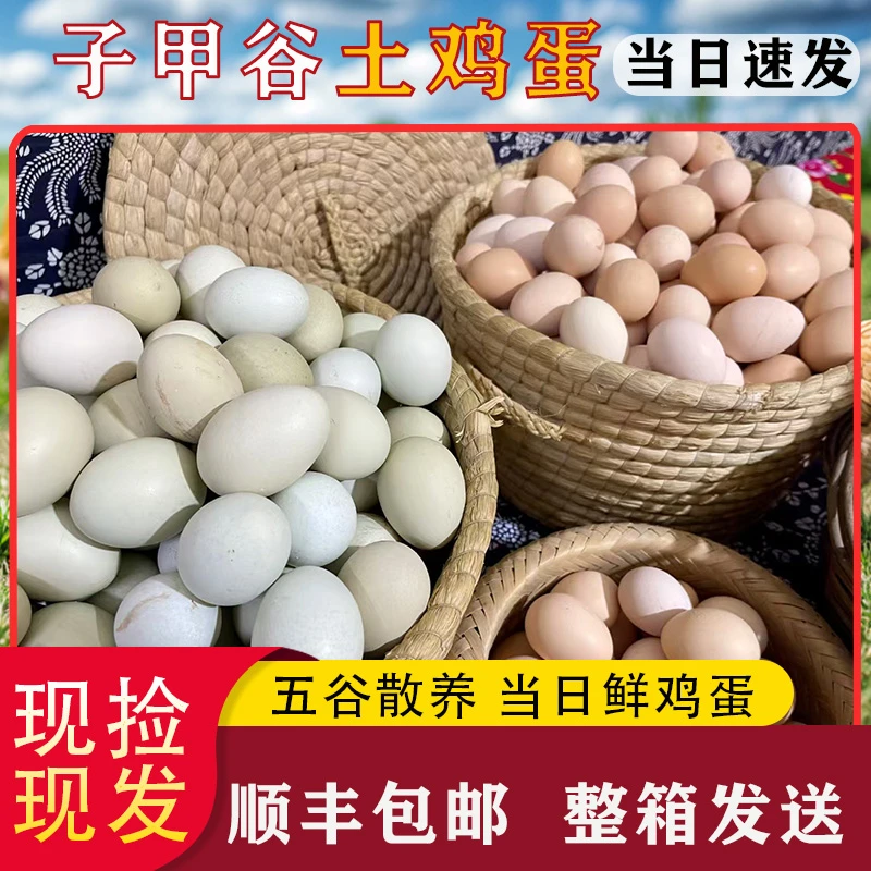 子甲谷大山深处生态果园的散养土鸡蛋
