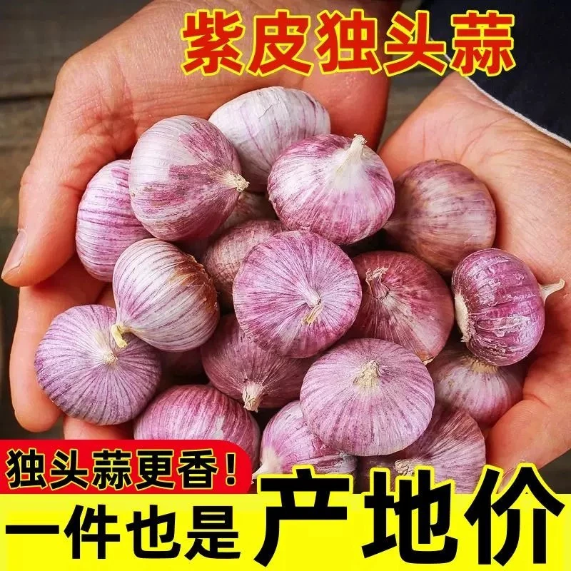 【东北独头蒜】紫皮独头大蒜种子正品蔬菜种子干蒜大头蒜种子新品独