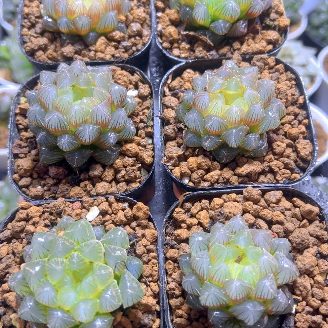 洛神玉露多肉植物一颗