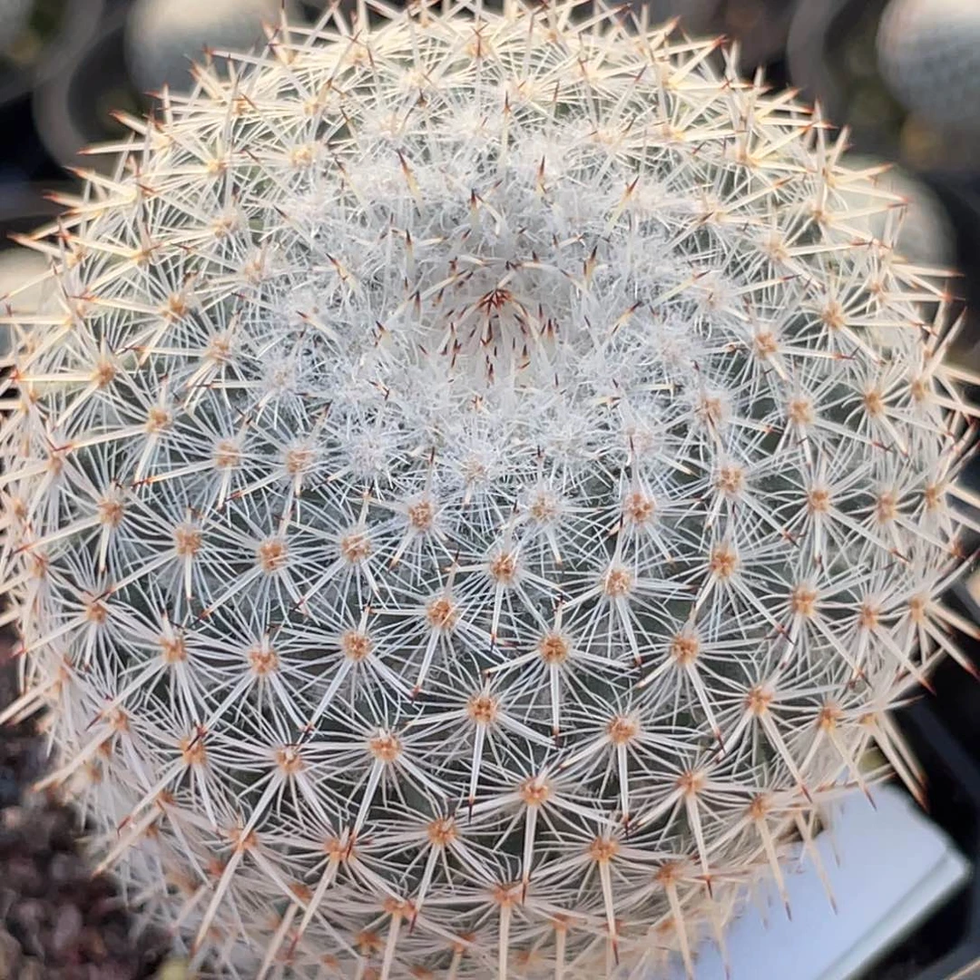 希望丸实生5.1带盆