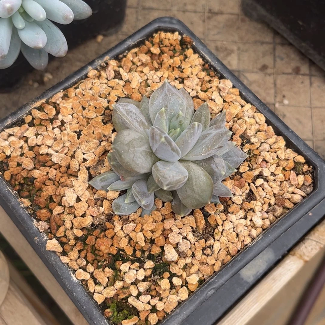 多肉植物邀约多肉