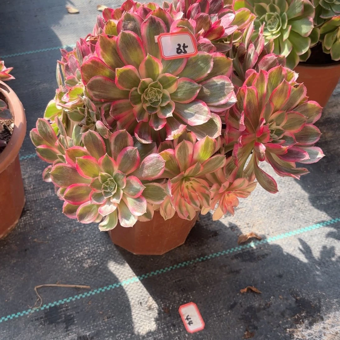 全部花朵85西施多肉植物