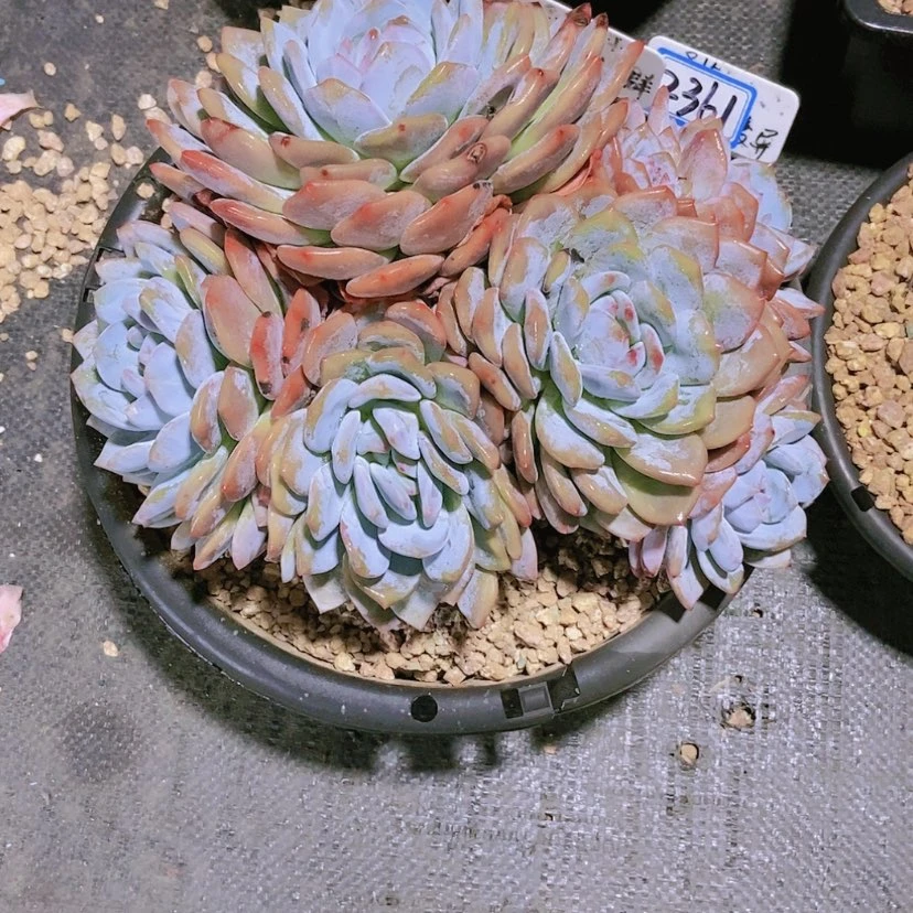 【闪购商品】c**n2361