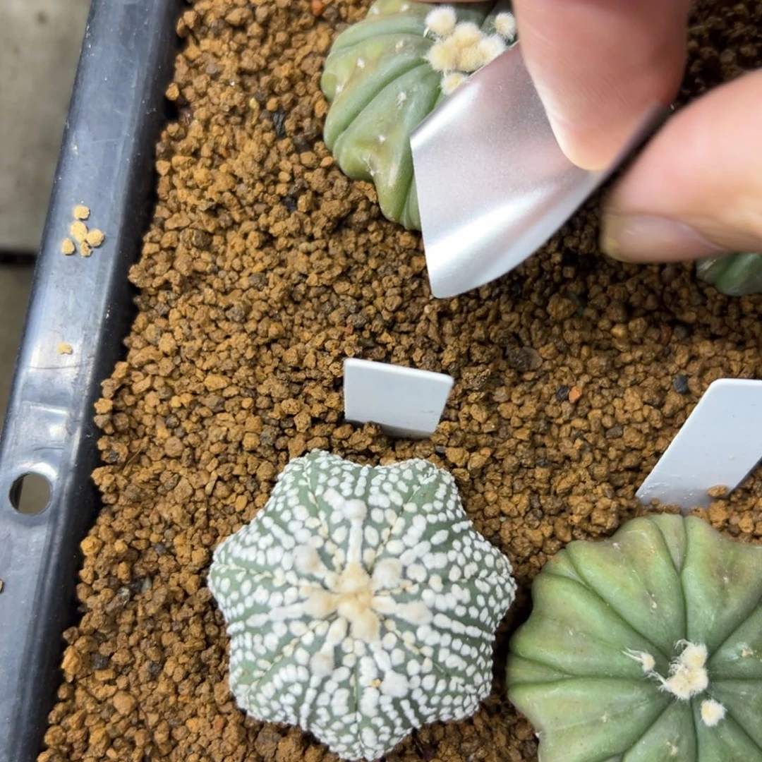 睡****C137号兜仙人球多肉