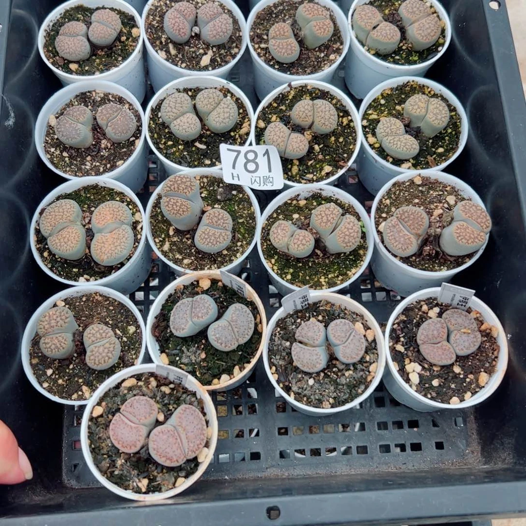 无花朵肉***—我很喜欢这个H781