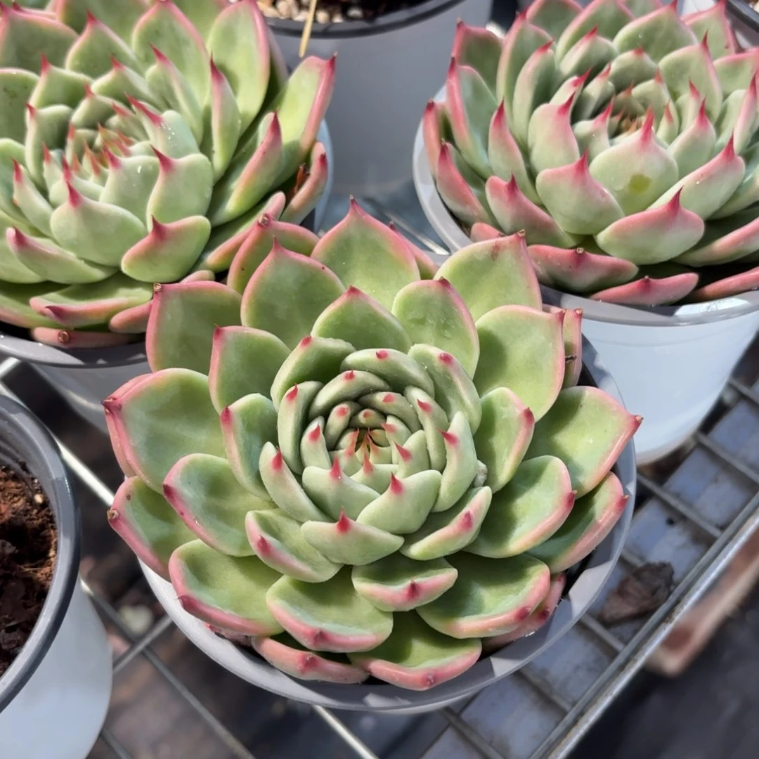 托斯卡内利多肉11㎝盆