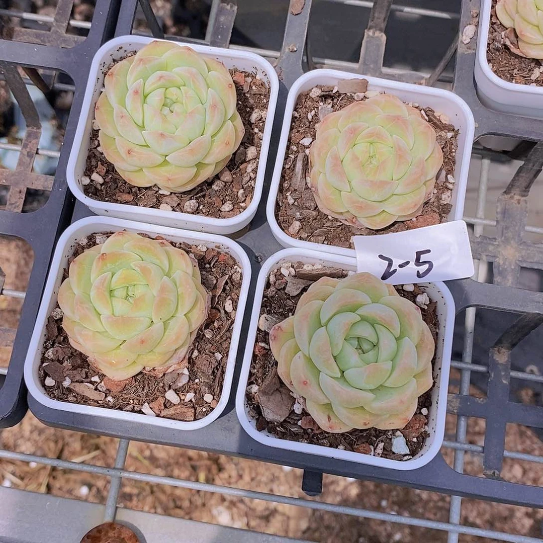 2-5- 瑶池单头福利一颗 量拍